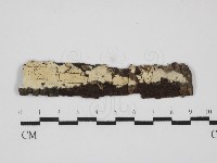 藏品(剛毛絲皮菌)的圖片