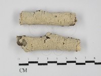 藏品(燈籠囊擬射脈菌)的圖片