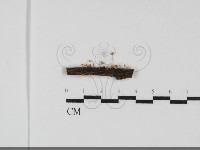 藏品(微皮傘屬)的圖片