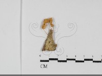 藏品(小皮傘屬)的圖片