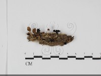 藏品(鬼傘屬)的圖片