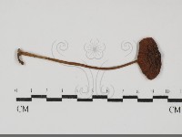 藏品(粉褶菌屬)的圖片