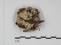 藏品(地星屬)的圖片