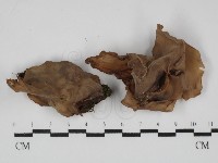 藏品(木耳屬)的圖片