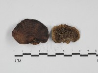 藏品(蜂窩菌屬)的圖片