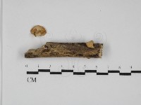 藏品(多孔菌屬)的圖片