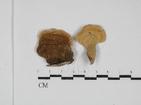 藏品(蠔韌革菌)的圖片