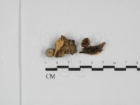 藏品(微皮傘屬)的圖片