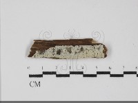 藏品(絲皮菌屬)的圖片