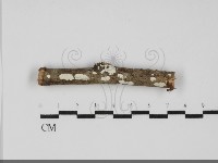 藏品(樹狀皮革菌屬)的圖片