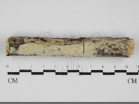 藏品(剛毛絲皮菌)的圖片