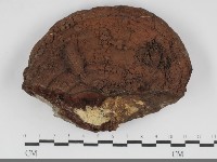 藏品(靈芝屬)的圖片