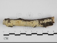 藏品(絲皮菌屬)的圖片