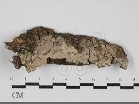 藏品(剛毛絲皮菌)的圖片