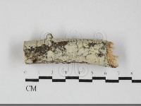 藏品(射脈菌屬)的圖片