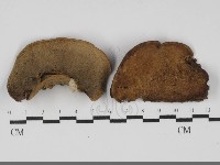 藏品(栓菌屬)的圖片