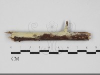 藏品(射脈菌屬)的圖片