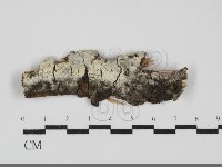 藏品(絲皮菌屬)的圖片