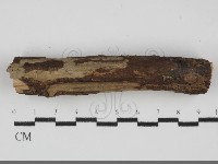 藏品(刺皮菌屬)的圖片