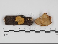 藏品(多孔菌屬)的圖片