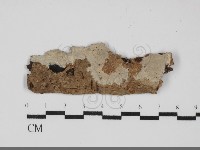 藏品(刺皮菌屬)的圖片