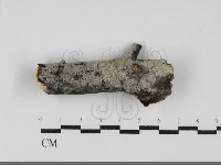 藏品(絲齒菌屬)的圖片