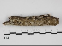 藏品(冇骨消絲齒菌)的圖片