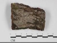 藏品(刺皮菌屬)的圖片