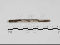 藏品(柱擔菌屬)的圖片