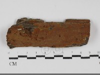 藏品(刺革菌屬)的圖片