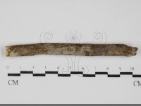 藏品(絲皮菌屬)的圖片