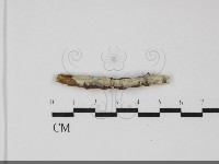 藏品(顯絲菌屬)的圖片