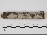 藏品(刺皮菌屬)的圖片