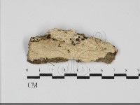 藏品(齒耳菌屬)的圖片