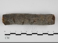 藏品(刺皮菌屬)的圖片