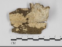 藏品(革墊菌屬)的圖片