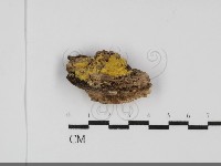 藏品(白邊黃孔菌)的圖片