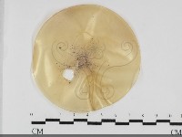 藏品()的圖片
