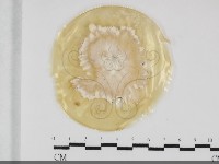 藏品(炭角菌屬)的圖片