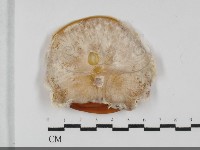 藏品(顯絲菌屬)的圖片