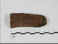 藏品(刺革菌屬)的圖片