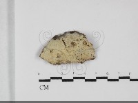 藏品(剛毛絲皮菌)的圖片