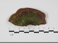 藏品(木層孔菌屬)的圖片