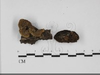 藏品(蜂窩菌屬)的圖片