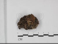 藏品(地星屬)的圖片