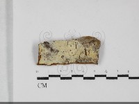 藏品(剛毛絲皮菌)的圖片