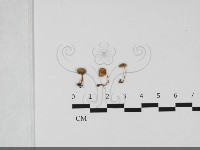 藏品(近藍蓋小菇)的圖片