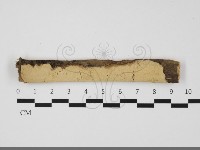 藏品(叉絲革菌屬)的圖片