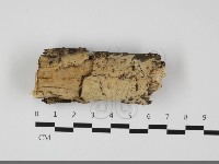 藏品(絲齒菌屬)的圖片