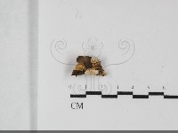 藏品(盤革菌屬)的圖片